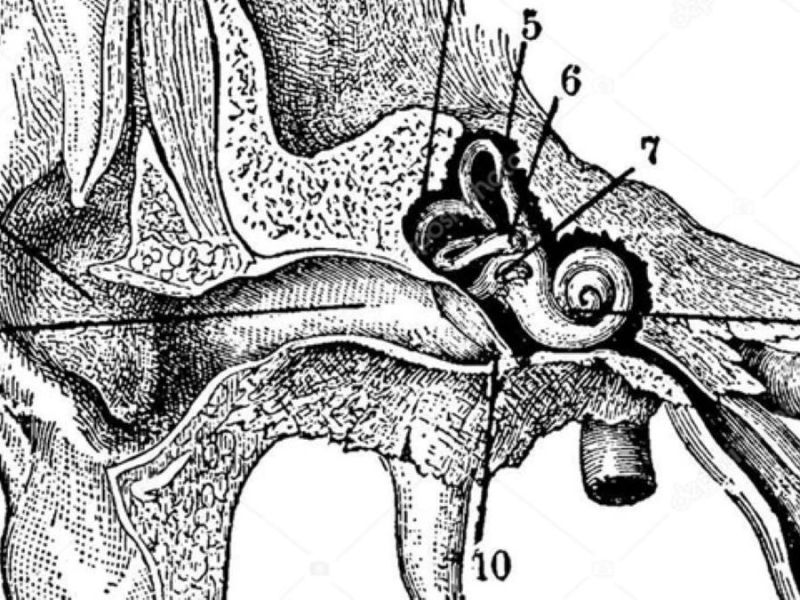 Inner Ears vol.&nbsp;1